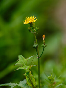 Sow thistle ( Latin- Sonchus oleraceus ) is an annual herbaceous plant of the Asteraceae family , or Compositae ( Asteraceae )