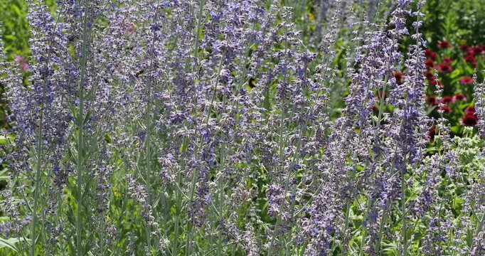 Russian sage or Afghan lavender (Salvia yangii) Shrub with Silvery-green branching stems adorned with small blue-violet and purple flowers in long panicles, attractive to pollinating insects