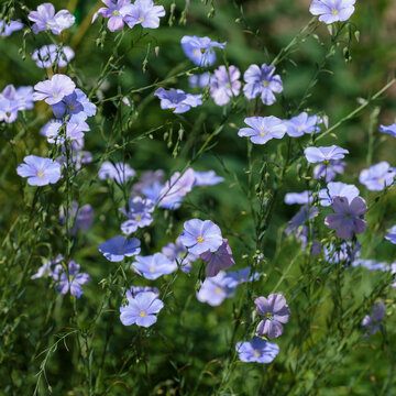 Perennial flax ( Latin- Linum perenne ) is a species of perennial herbaceous plants of the genus Flax of the family Flaxaceae