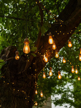 Glowing Bulbs Wrapped Around Ancient Tree