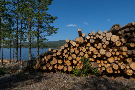 Idre, Sweden A pile of cut pine timber on the shore of the Osterdalalven River in the Dalarna region.