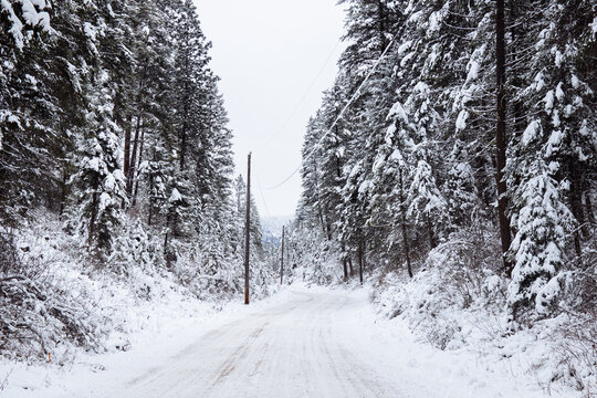 Snowy Forest Road