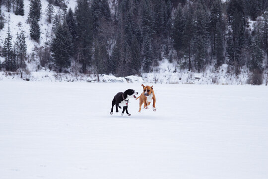 Dogs Playing in Snow