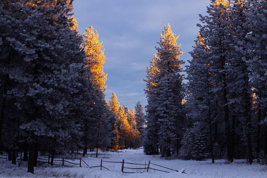 Golden Light Winter Forest