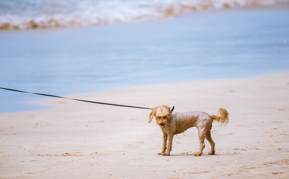 Wet dog refusing to enter the sea while the owner tries to lead it on a sandy beach