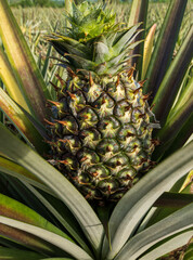 Fototapeta premium Fresh Growing Pineapple in the Tropical Plantation Field