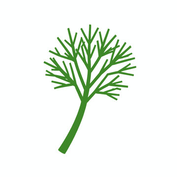 green dill isolated on white