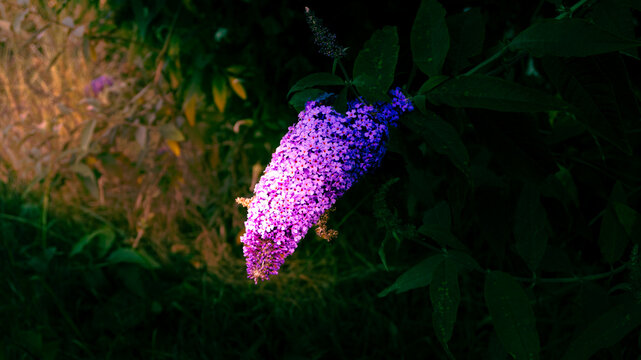Buddleia in Golden Light | Fine Art Nature Photography
