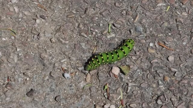 Emperor moth caterpillar (Saturnia pavonia), showcasing its striking green body with black rings and pinkish-yellow spiky bristles, insect stock video footage clip