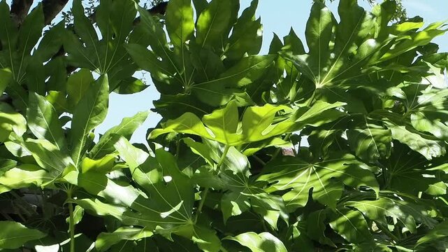 Fatsia Japonica a green leaf semi evergreen shrub commonly known as castor oil plant, gardening stock video footage clip