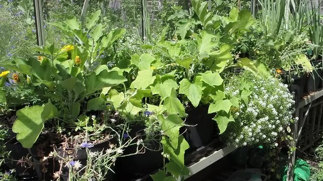 Organic vegetables and companion flowers growing in pots on shelves inside a bright, sunny backyard garden greenhouse, gardening stock video footage clip 