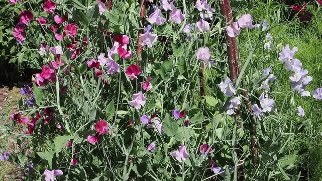 Lathyrus odoratus 'Old Fashioned Mixed' a summer flowering plant with mixed summertime flowers commonly known as sweet pea, gardening stock video footage clip