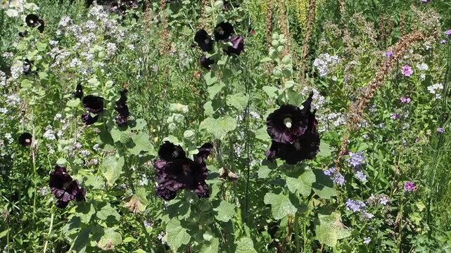 Alcea rosea 'Nigra' (althaea rosea) a tall flowering plant commonly known as Hollyhock with a dark chocolate maroon flower during the spring and summer season, gardening stock video footage clip