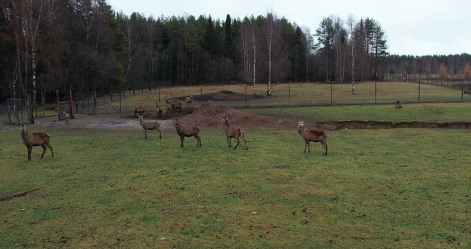 A herd of deer in a picturesque green meadow, drone view.