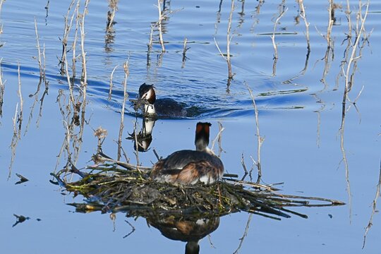A pair of great grebes , Podiceps cristatus , building and strengthening a floating nest during the breeding season