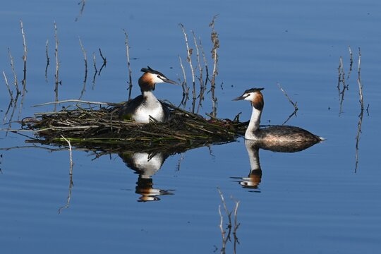 A pair of great grebes , Podiceps cristatus , building and strengthening a floating nest during the breeding season