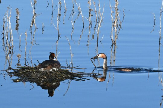 A pair of great grebes , Podiceps cristatus , building and strengthening a floating nest during the breeding season