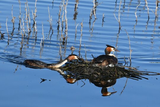 A pair of great grebes , Podiceps cristatus , building and strengthening a floating nest during the breeding season