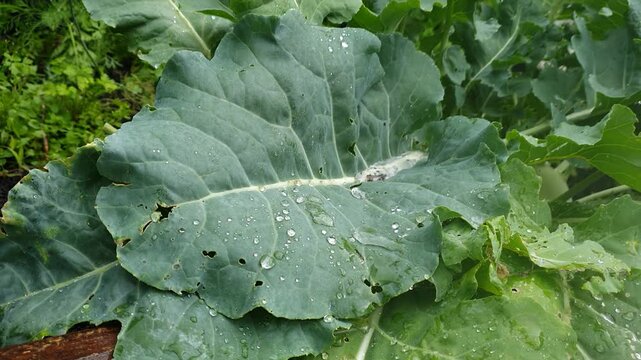 Macro 4K shot of heavy rain falling in nature. In the center of the frame, a large green kohlrabi leaf collects raindrops, with single water drops gradually rolling and sliding down the leaf surface.