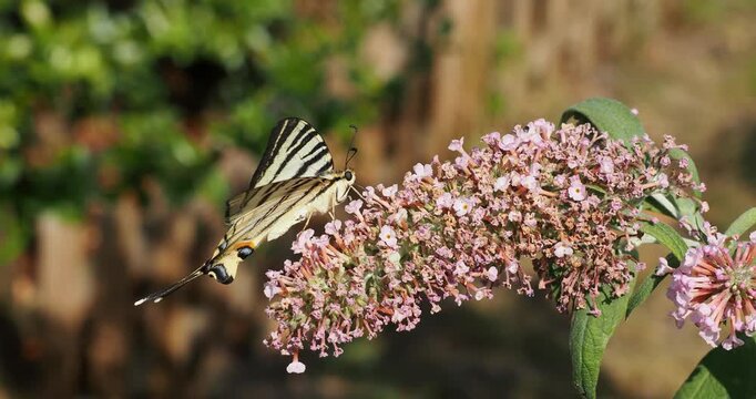 Iphiclides podalirius -  A Scarce Swallowtail like most butterflies love to drink with its long proboscisthe the nectar from tubular flowers of butterfly-bush (Buddleja davidii) 
