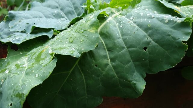 Dramatic 4K macro shot of a heavy rainstorm. Large green kohlrabi leaves are shaking and blowing intensely in a strong wind while big raindrops hit the surface and immediately slide off.
