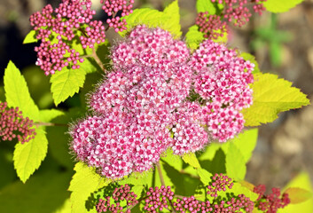 Obraz premium Spirea (Spiraea japonica) pink blossom