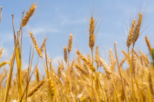 Golden Wheat Field Closeup at Summer Harvest Season