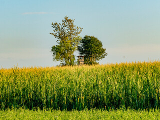 Obraz premium Hoch und Jägersitz im Feld