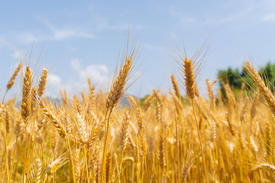 Golden Wheat Field Closeup at Summer Harvest Season