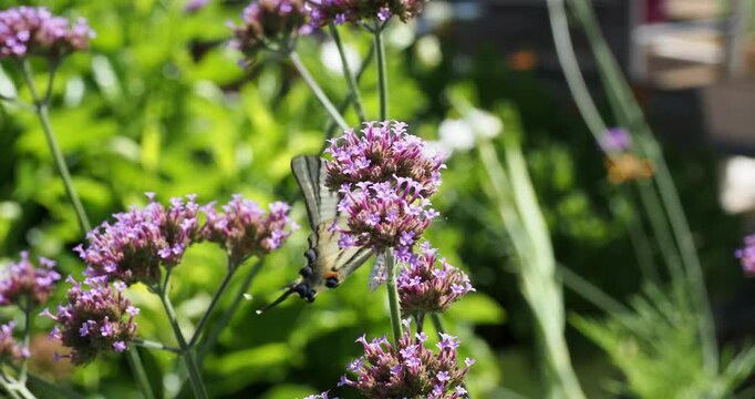 Scarce Swallowtail butterfly (Iphiclides podalirius) eagerly foraging for nectar from purpletop vervains flowers  (Verbena bonariensis) flower, competing with a Painted Lady butterfly (Vanessa cardui)
