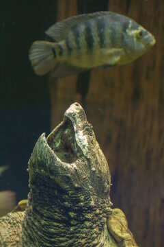 Alligator Snapping Turtle