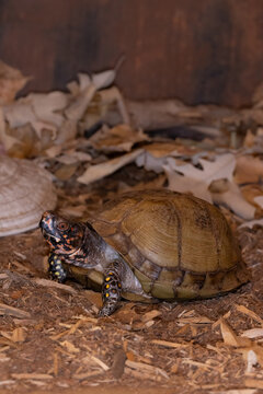 Three-toed Box Turtle