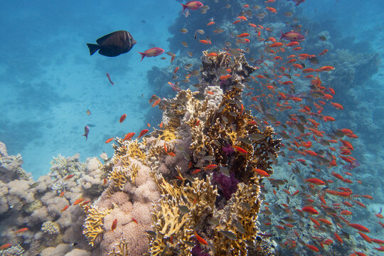 Picturesque coral reef garden, marine life with colorful corals and fish anthias, underwater landscape