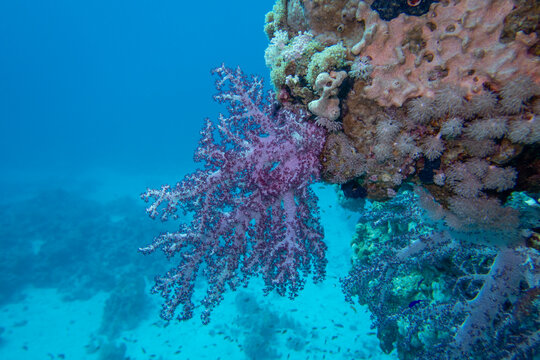 Tropical coral reef garden, marine life with violet Dendronephthya, underwater world