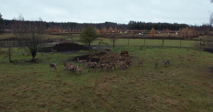 A herd of deer in a picturesque green meadow, drone view.