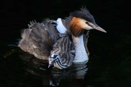 Great crested grebe with chicks on her back
