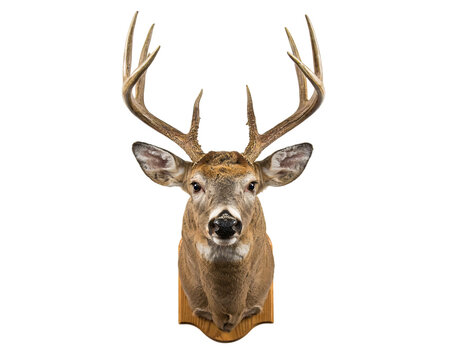 Whitetail deer head mount with large antlers isolated on a transparent background