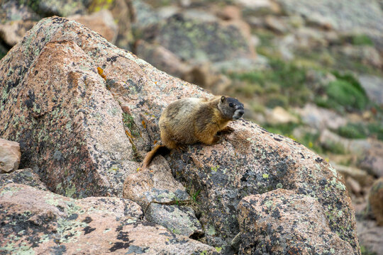 Yellow-Bellied Marmot (Marmota flaviventris), Rocky Mountain National Park, Colorado, USA