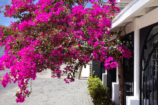 Colorful Dutch colonial style architecture facades in downtown Oranjestad Aruba