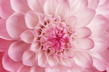 Fototapeta premium Flowery pattern of pink floral petals, natural flowering texture background. Macro photo of flower dahlia. Monochrome pink pastel colored aesthetic flower head with close up petals, beauty of nature.