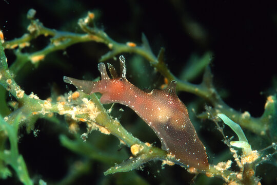 Spotted sea-hare, Molluscs, Sea-hare (Aplysia punctata) , Alghero, Capo Caccia, Sardinia, Italy