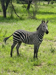 zebra eating grass © Konstantin