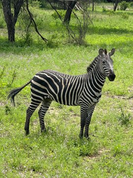 zebra eating grass