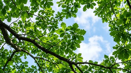 Fototapeta premium Serene portrayal of tree limbs with lush green leaves against a bright sky evoking peace and reflection Peaceful image oak limbs bright foliage tree branches sky contrast tranquil scene