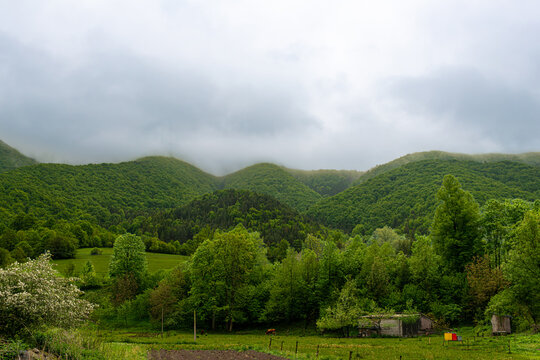 Wide mountain valley framed by lush mixed forest and low clouds after rain. Flowering apple trees (Malus domestica), fresh meadows, rural sheds and grazing pasture create an idyllic spring countryside