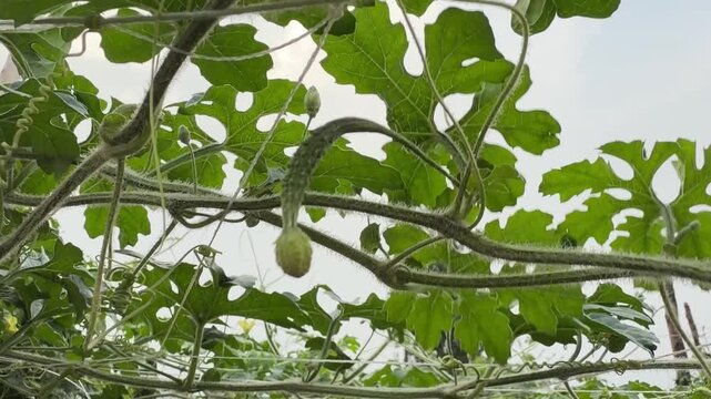 Tiny bumpy bitter melon fruit growing on vine with green leaves supported by trellis strings.