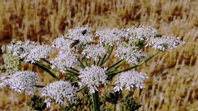 Macro photograph of a white wild carrot (Daucus carota) flower umbel with a honey bee foraging on nectar, set against a blurred golden-brown stubble field under bright summer sunlight, natural dayligh