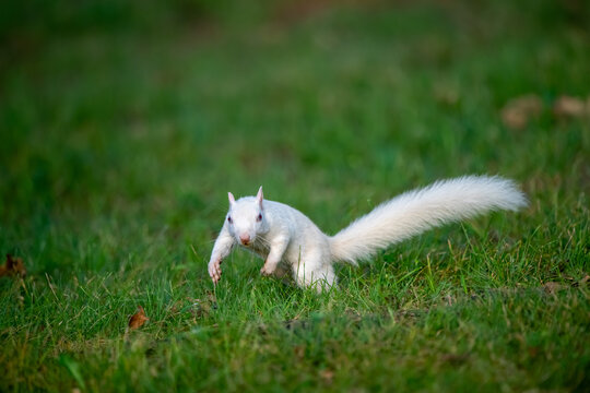 A rare white squirrel in a park in Olney, Illimois