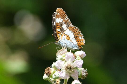 Close-up of a beautiful White Admiral butterfly underside showing colorful wing patterns on wild blossom