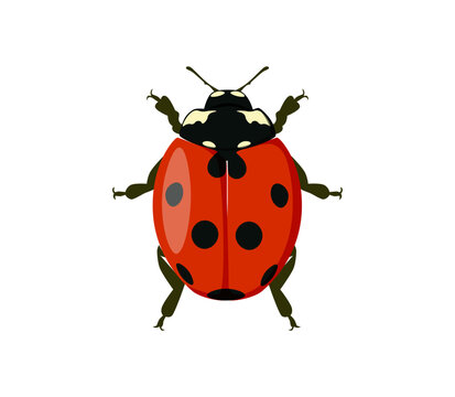 Red beetle insect vector illustration isolated on white. Perfect for biology education, entomology resources, nature
